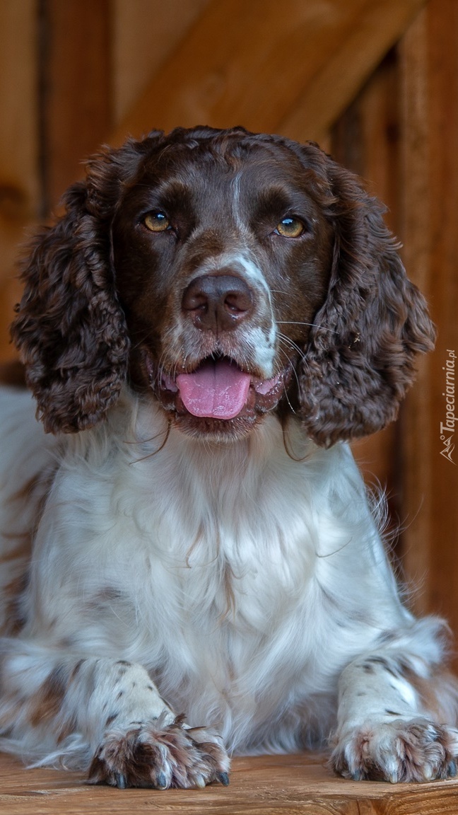 Springer spaniel angielski z jęzorem