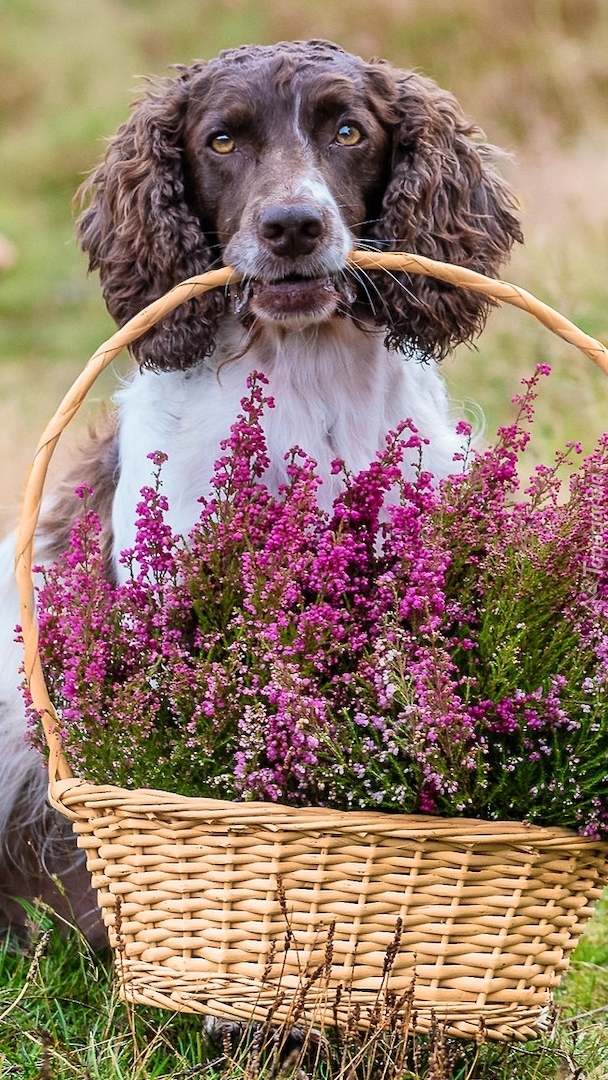 Springer spaniel angielski z koszem wrzosów