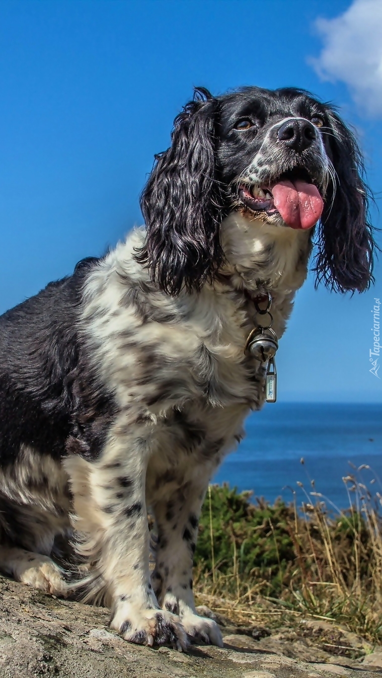 Springer spaniel angielski