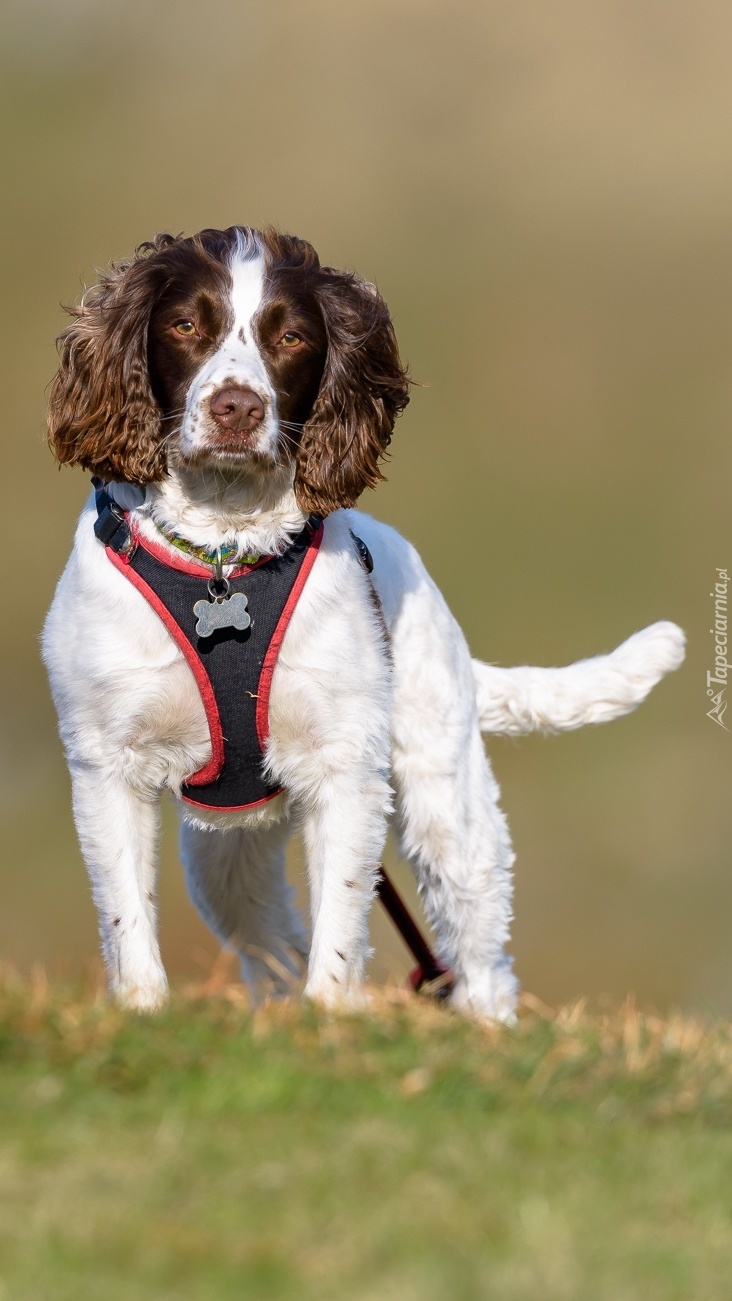 Springer spaniel w szelkach