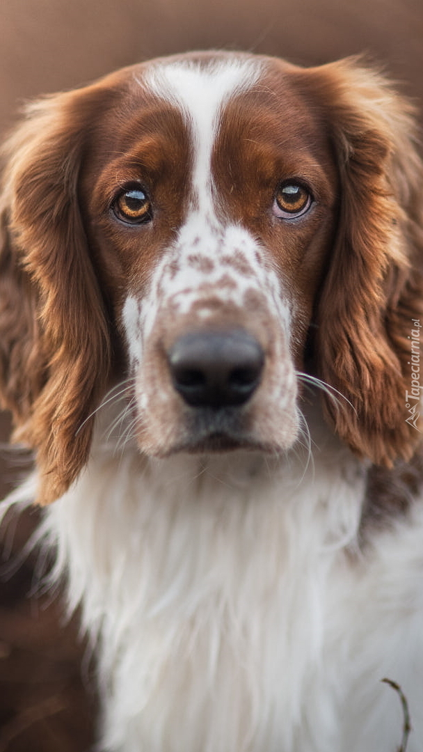 Springer spaniel walijski