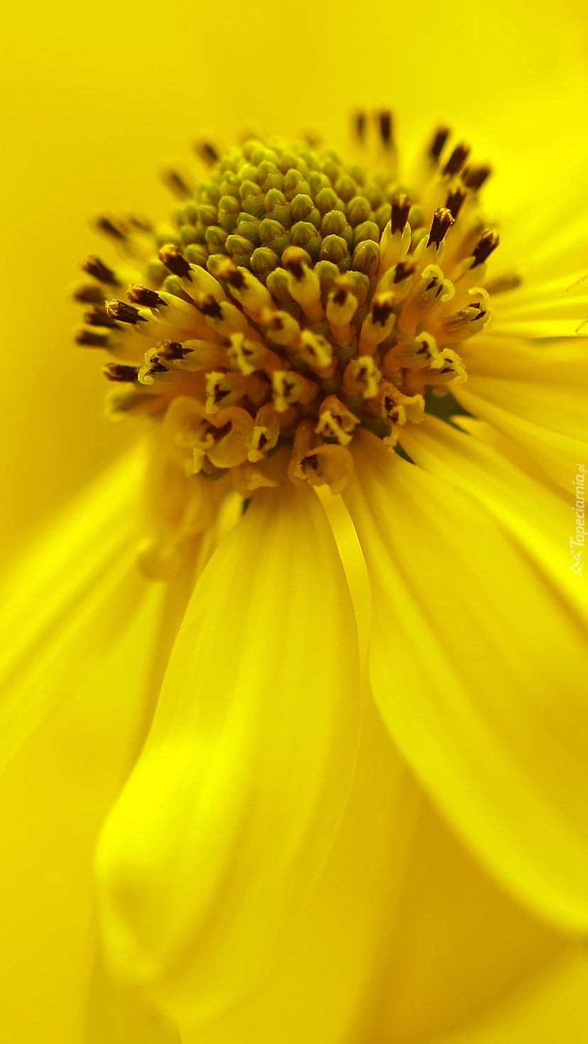 Środeczek rudbekii