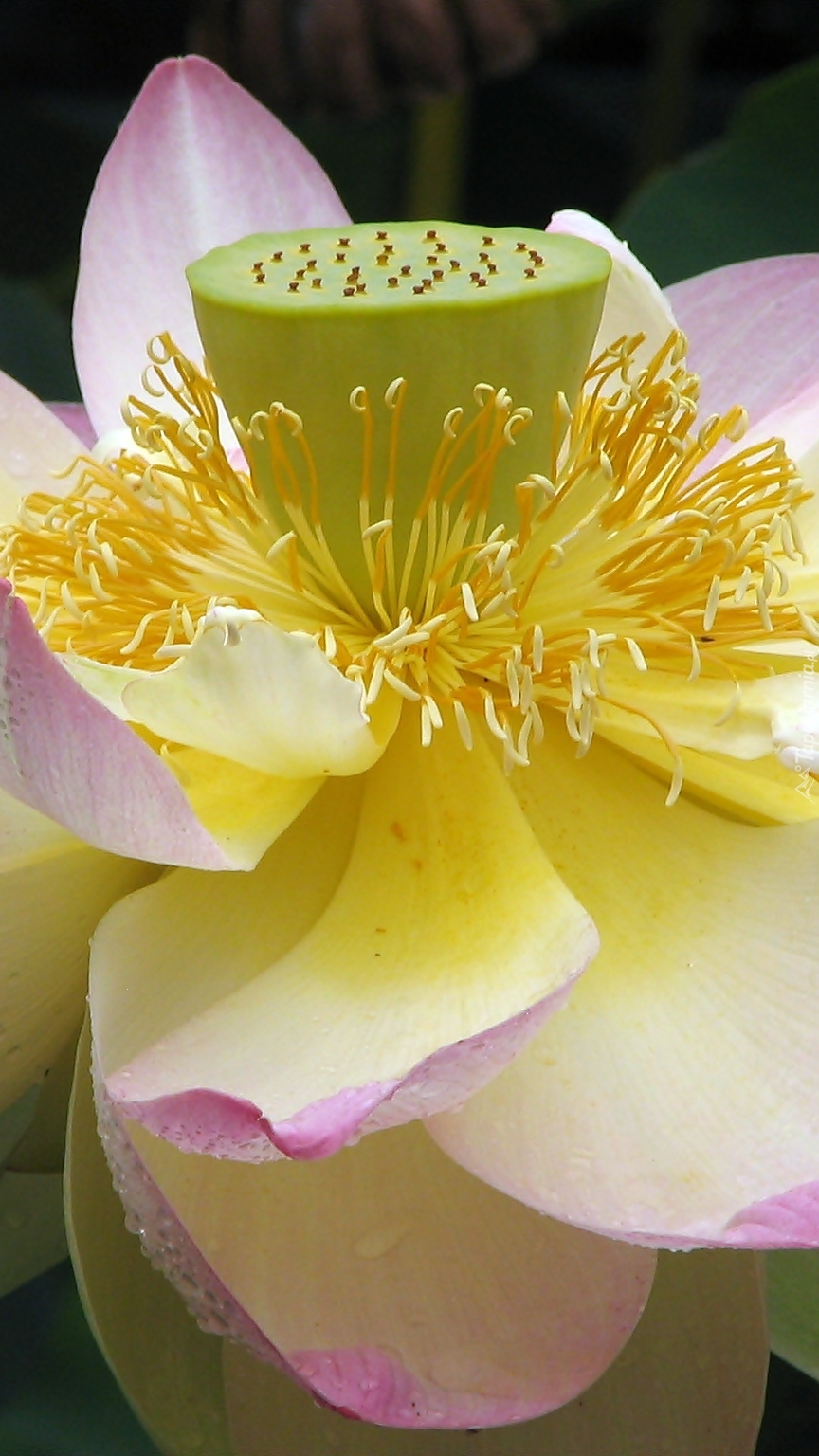 Środek kwiatu lotosu