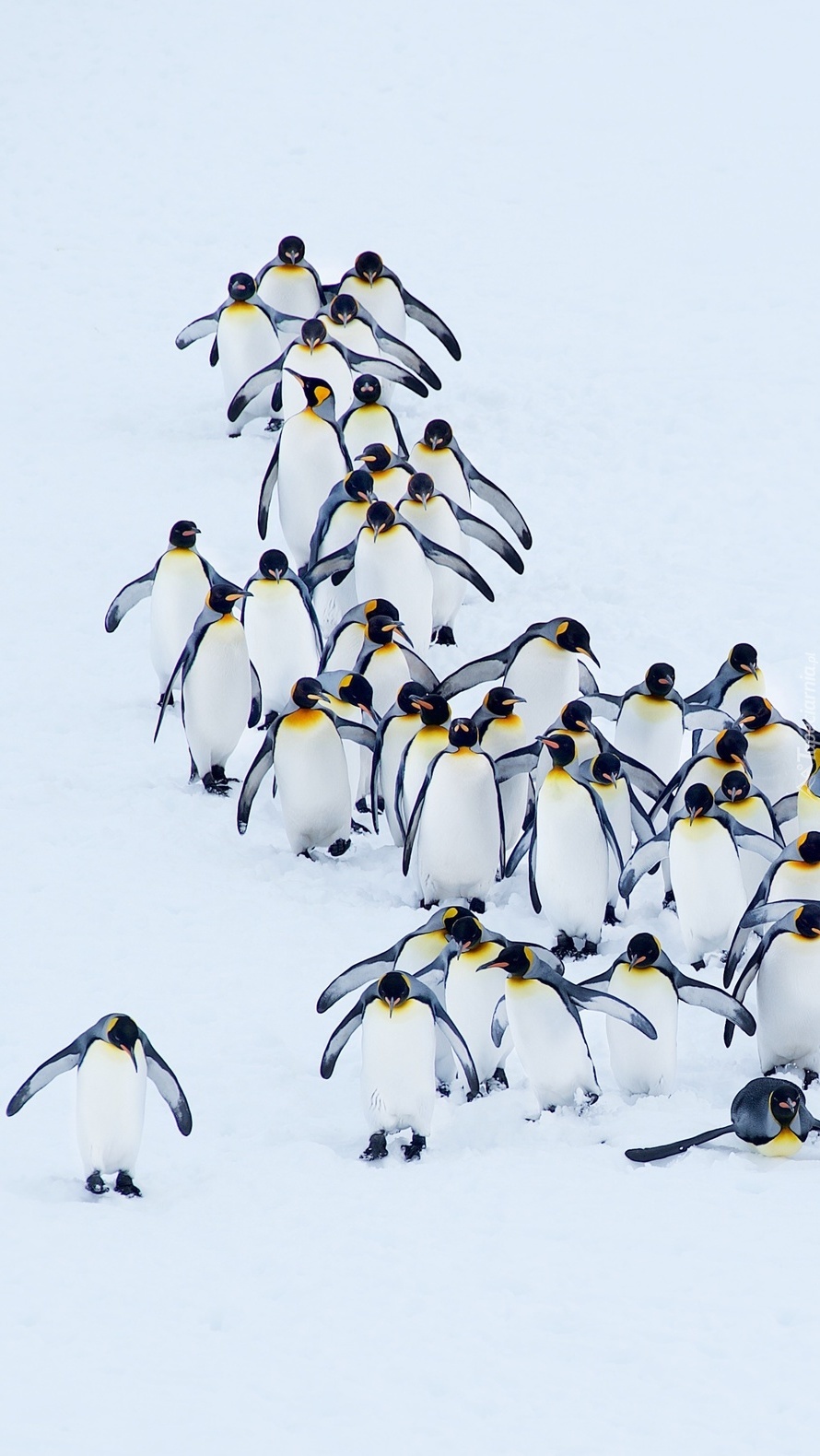 Stado pingwinów