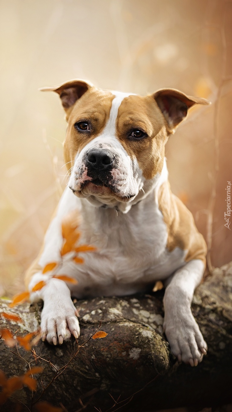 Staffordshire bull terrier na kamieniu