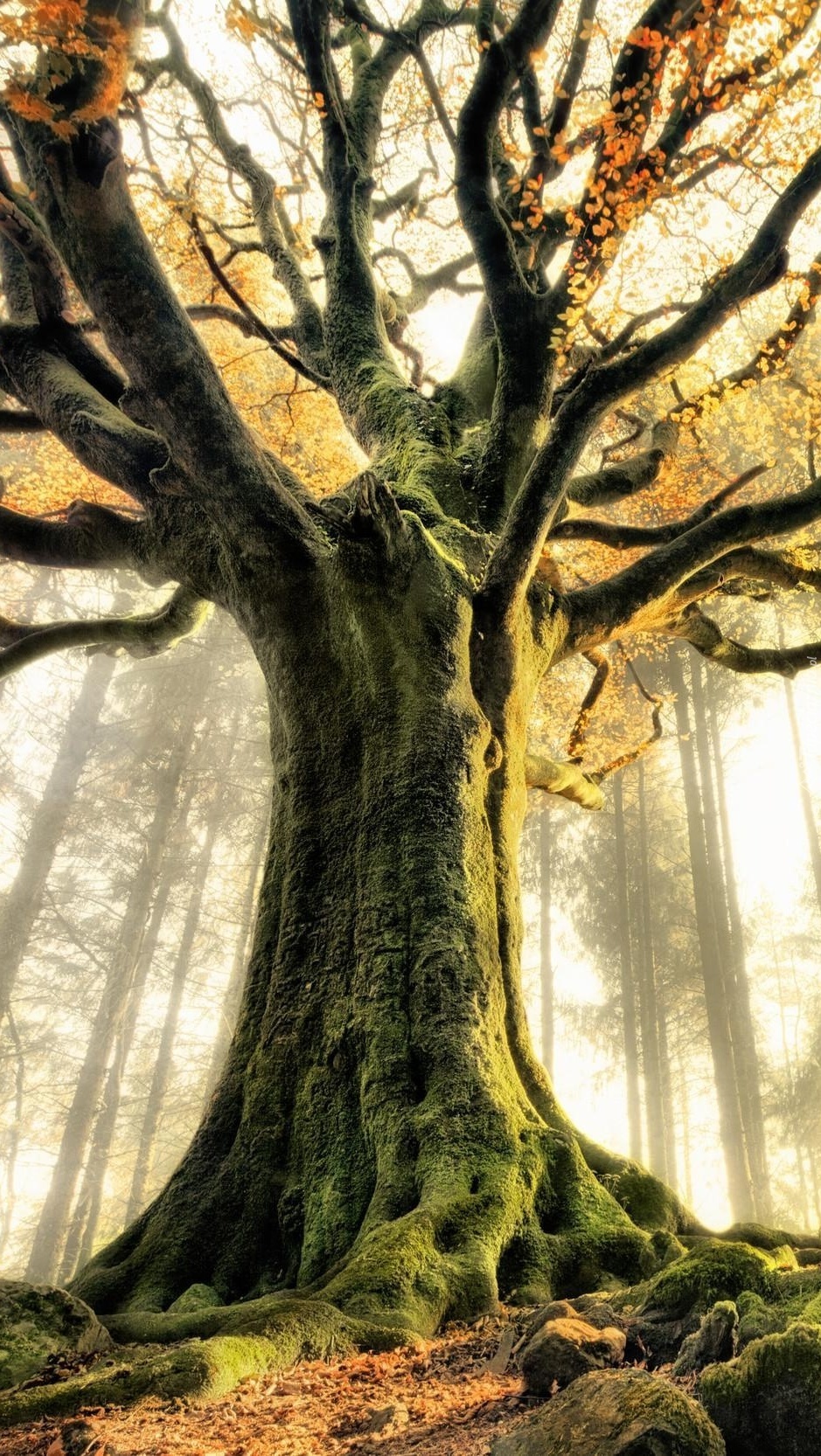 Stare drzewo w lesie