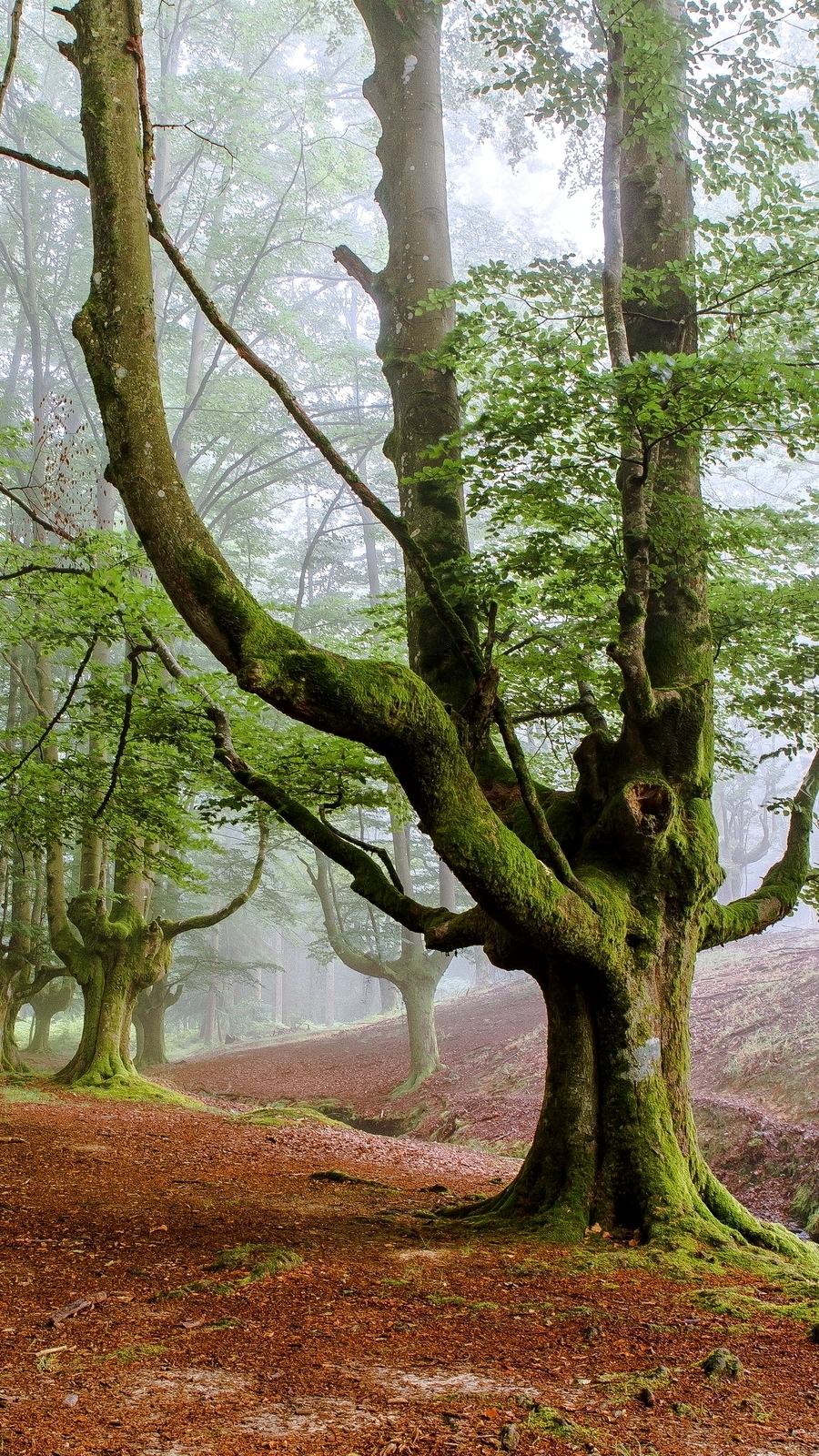Stare rozrośnięte drzewa we mgle