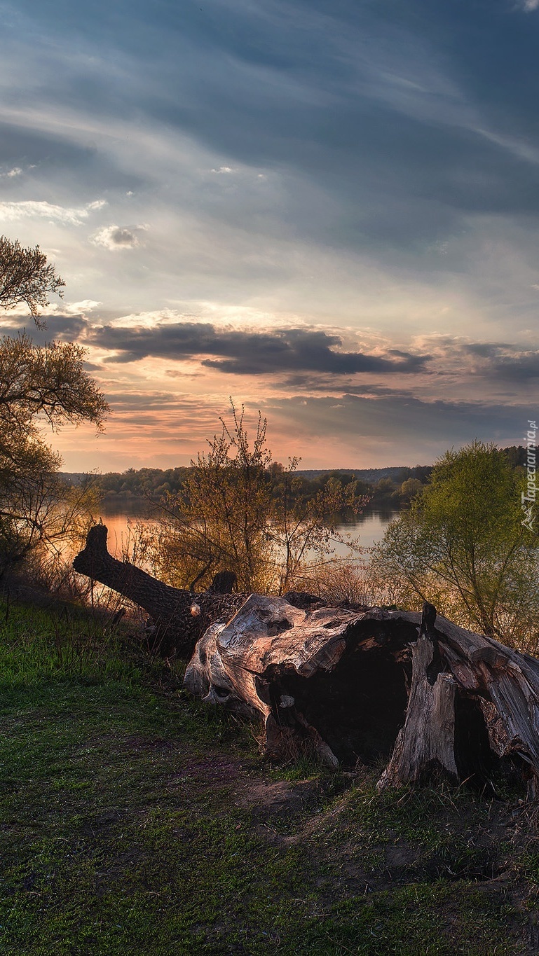 Stary pień drzewa na brzegu rzeki