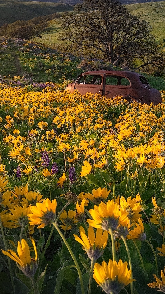 Stary samochód wśród kwiatów balsamorhizy