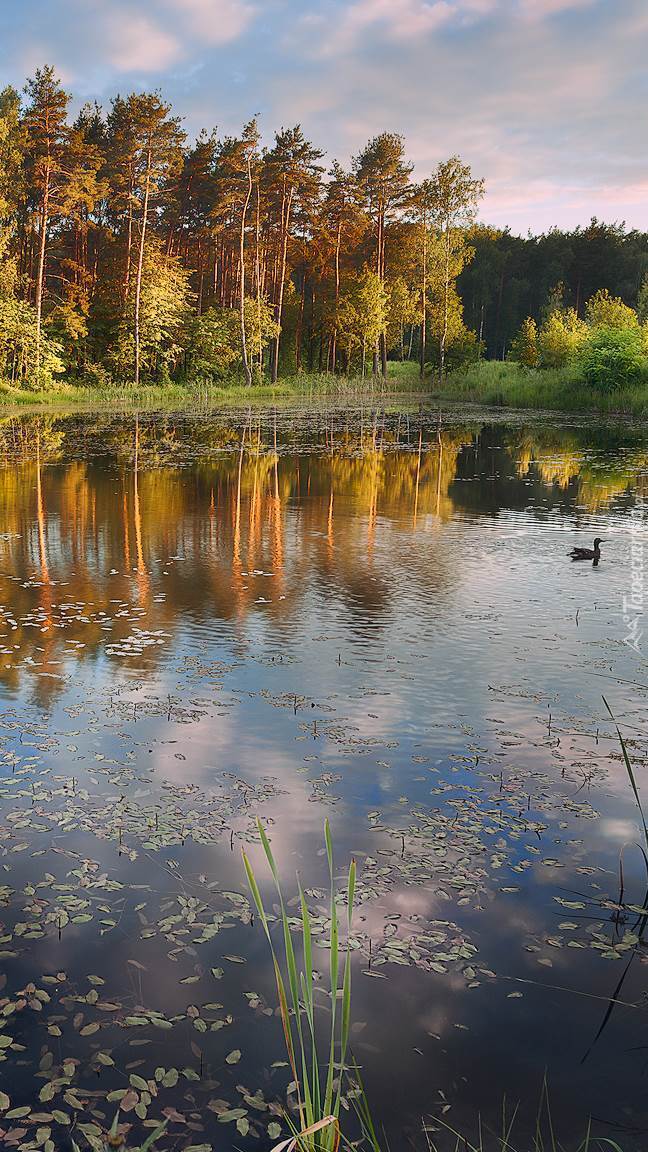 Staw jesienną porą