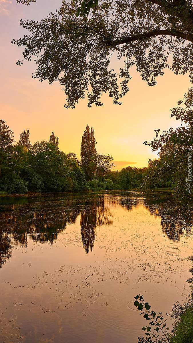 Staw w Parku Floridsdorfer Wasserpark