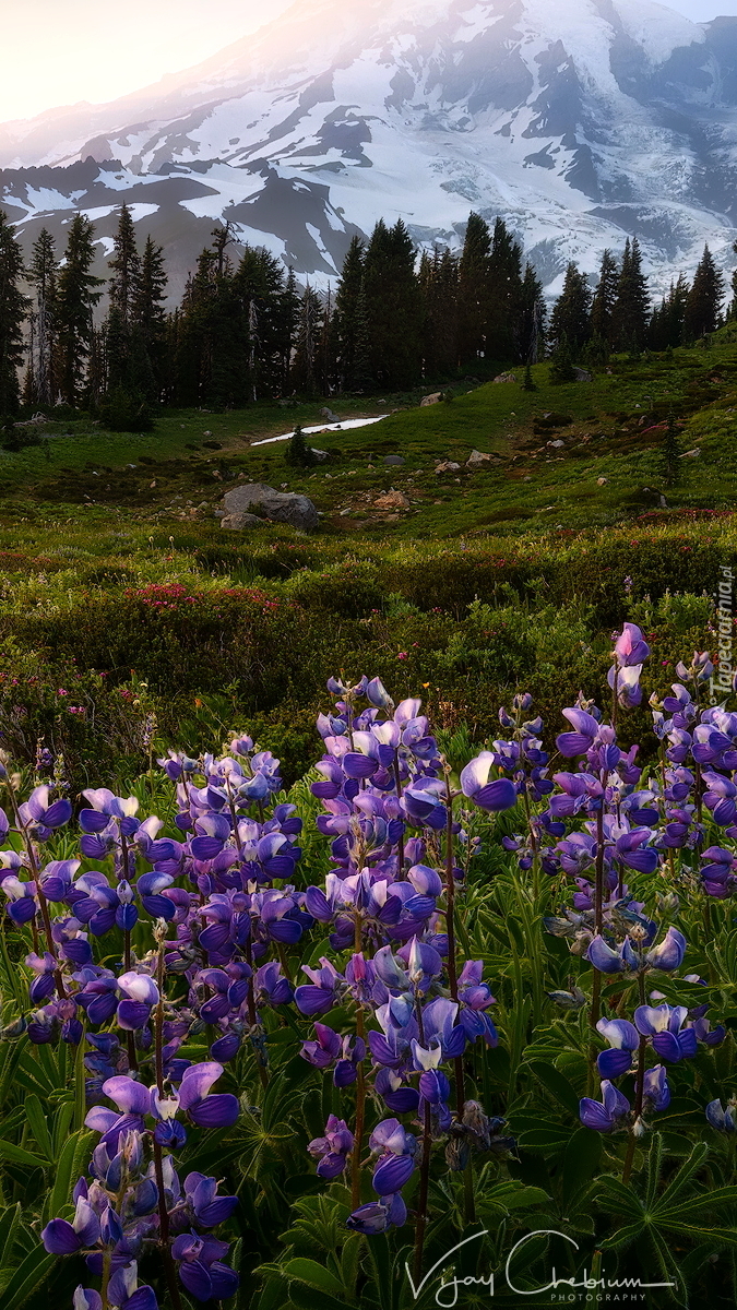 Stratowulkan Mount Rainier