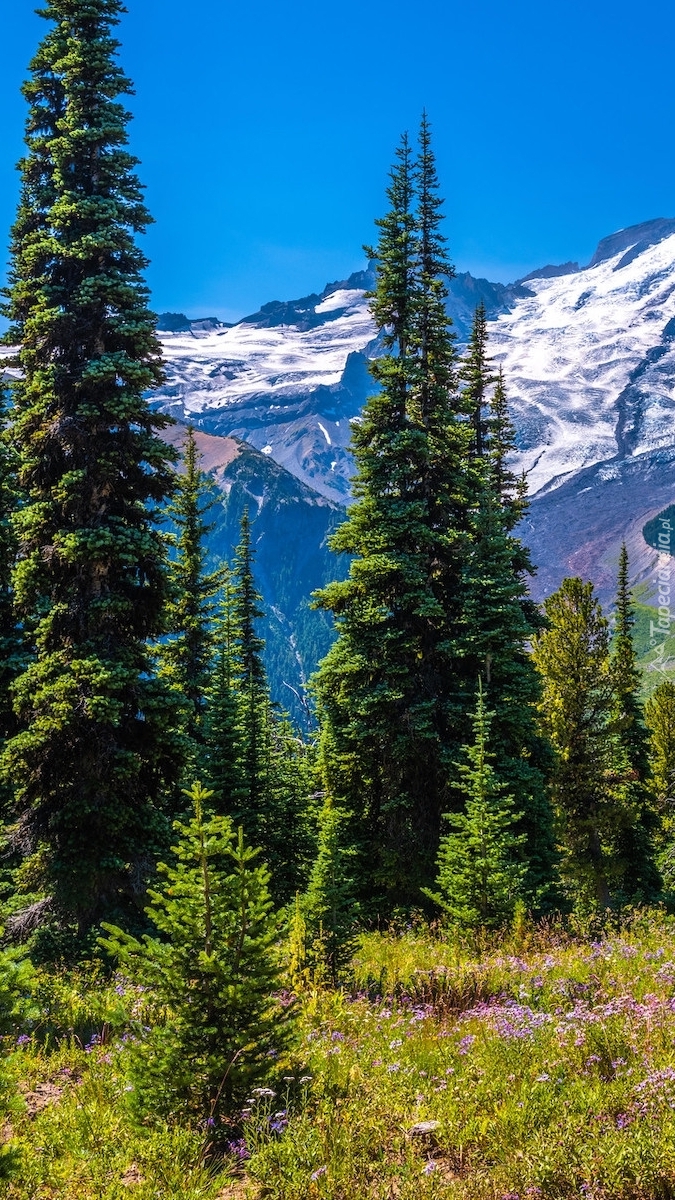 Stratowulkan Mount Rainier