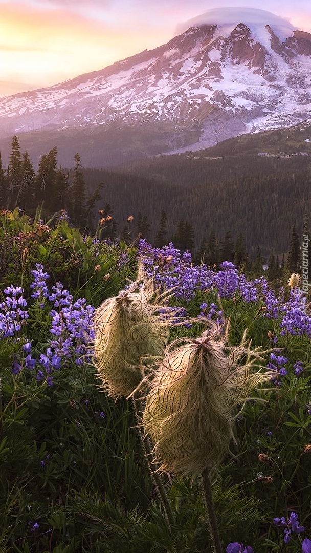 Stratowulkan Mount Rainier