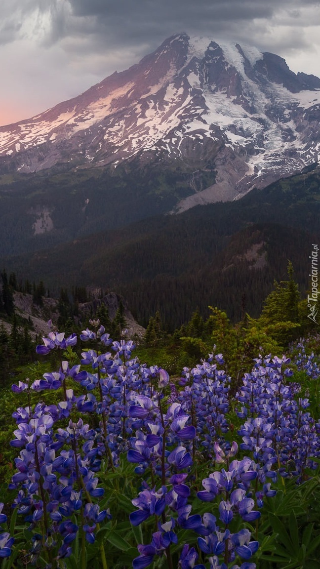Stratowulkan Mount Rainier i łubiny na łące