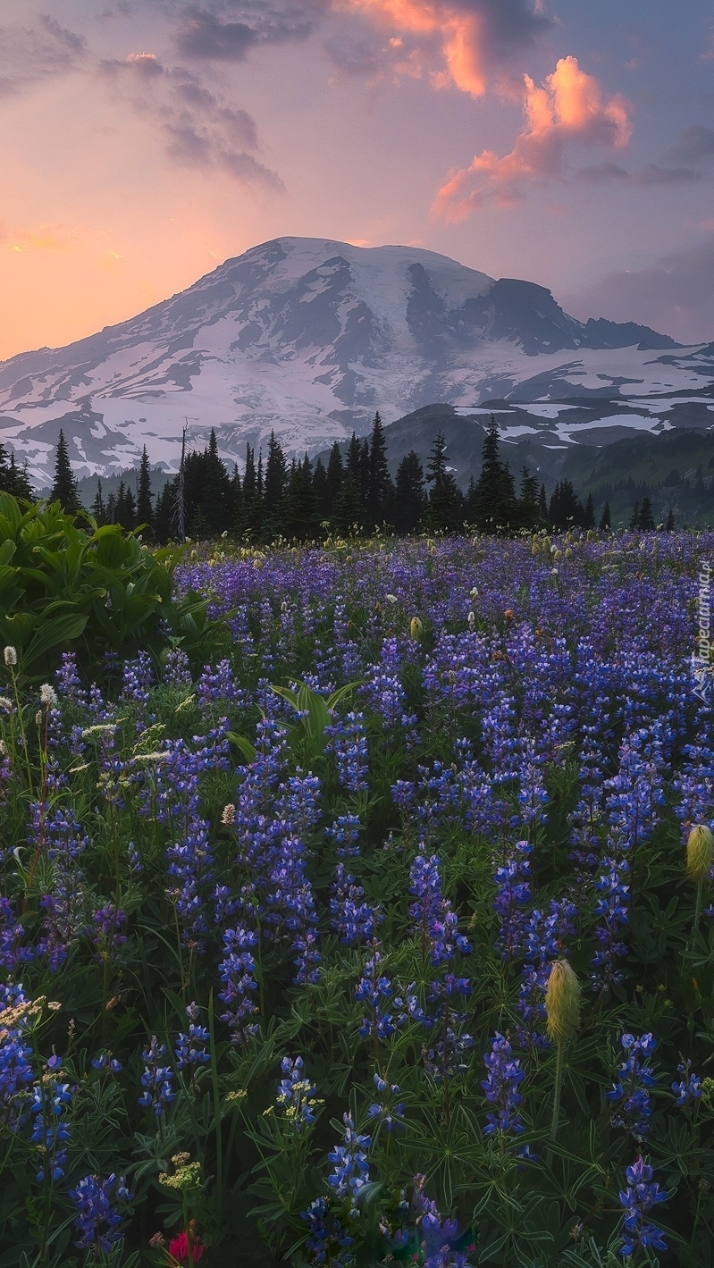 Stratowulkan Mount Rainier