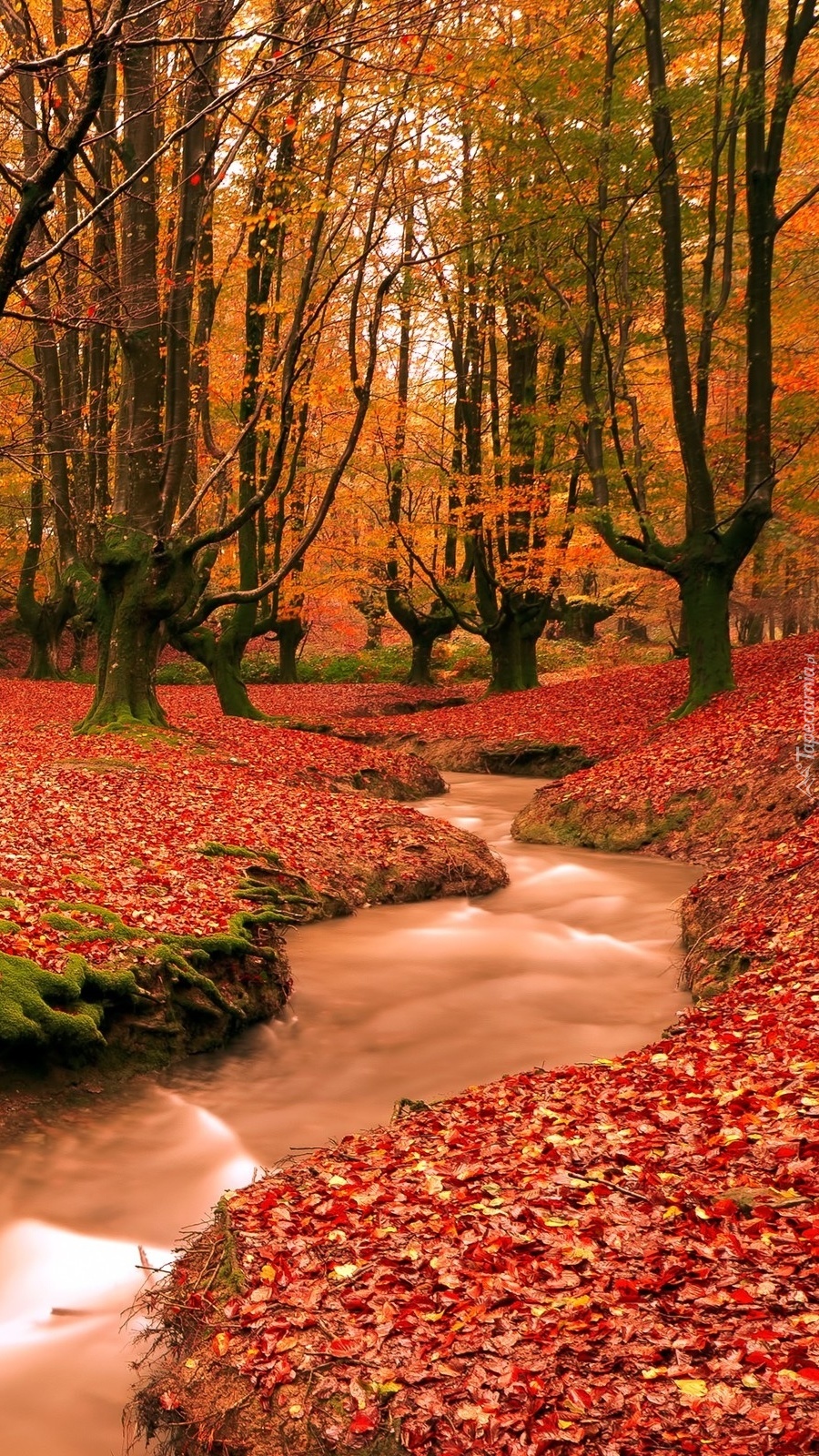 Strumyk w jesiennym lesie