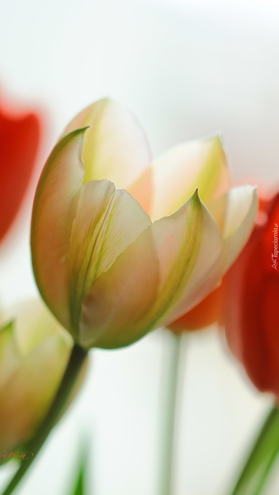 Subtelna barwa tulipana