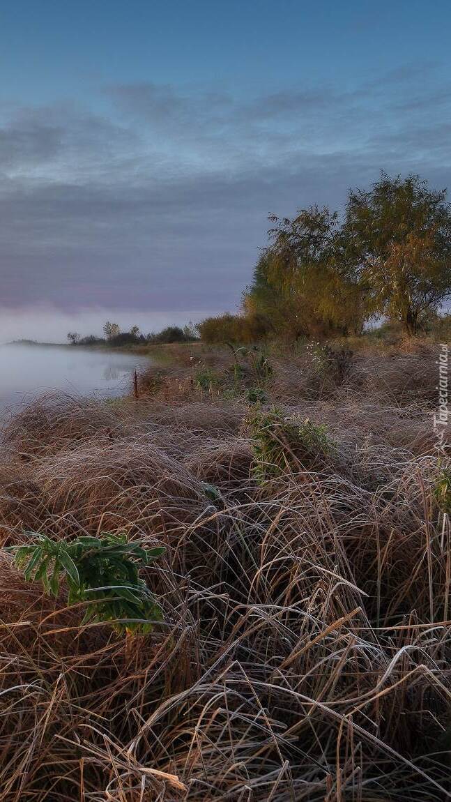 Sucha trawa nad brzegiem jeziora