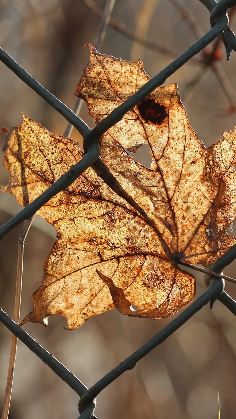 Suchy jesienny liść na ogrodzeniu