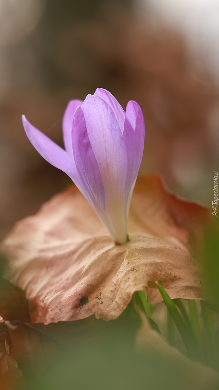 Suchy liść i krokus