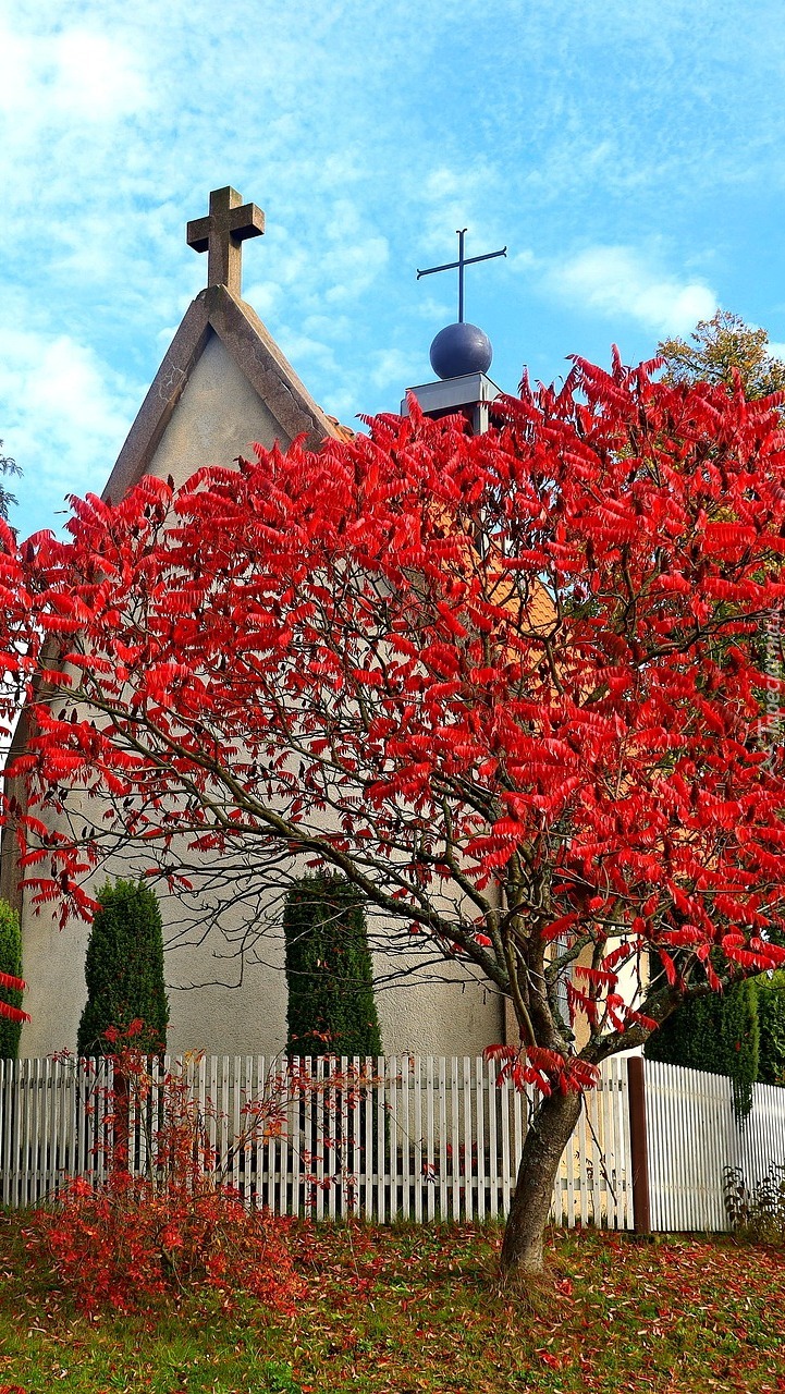 Sumak octowiec przy ogrodzonym kościółku