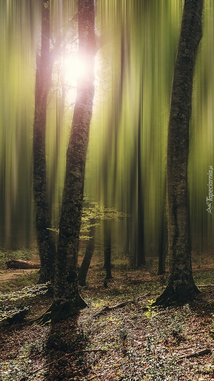 Światełko w lesie