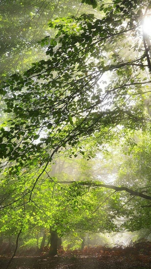 Światło przebijające między zielonymi liśćmi drzew