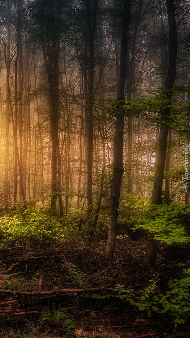 Światło słoneczne w lesie