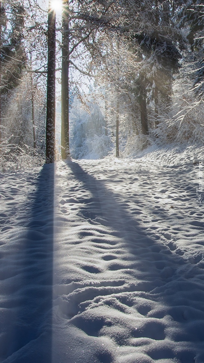 Światło słoneczne w zimowym lesie