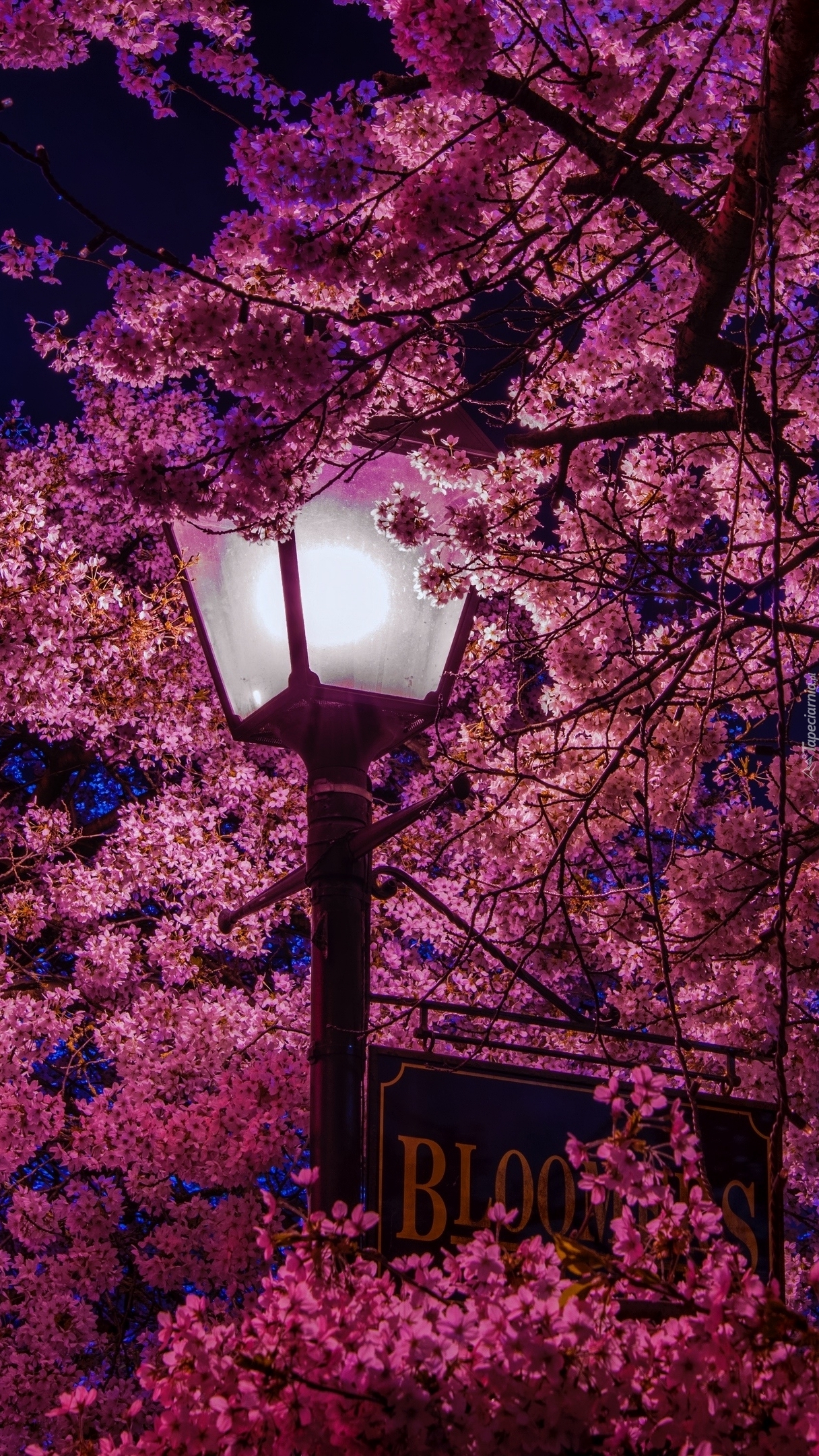 Świecąca latarnia obok kwitnącego drzewa