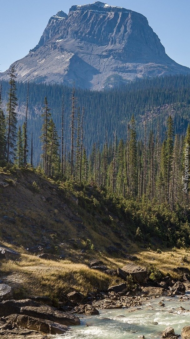 Świerki na tle góry Wapta Mountain