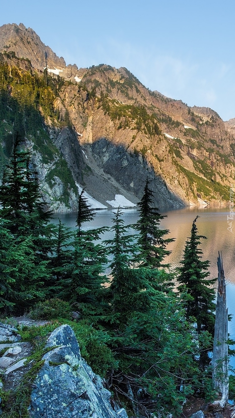 Świerki nad brzegiem jeziora Snow Lake