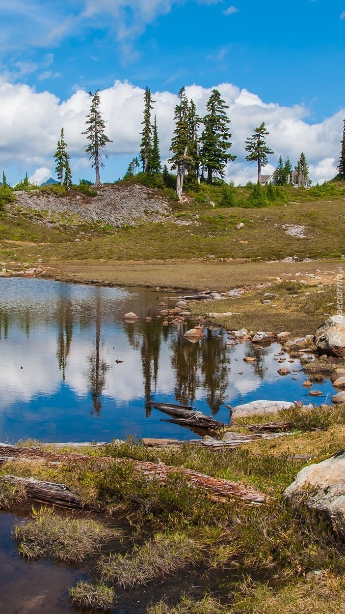 Świerki nad jeziorem