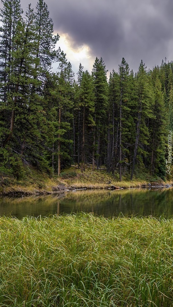 Świerki nad rzeką