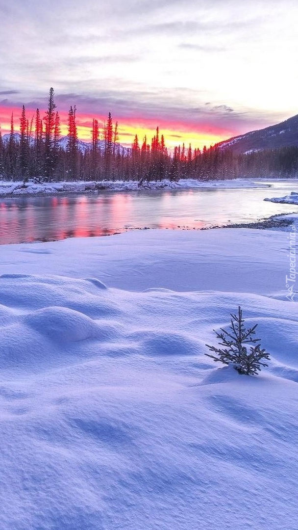 Świerki nad zimową rzeką o wschodzie słońca
