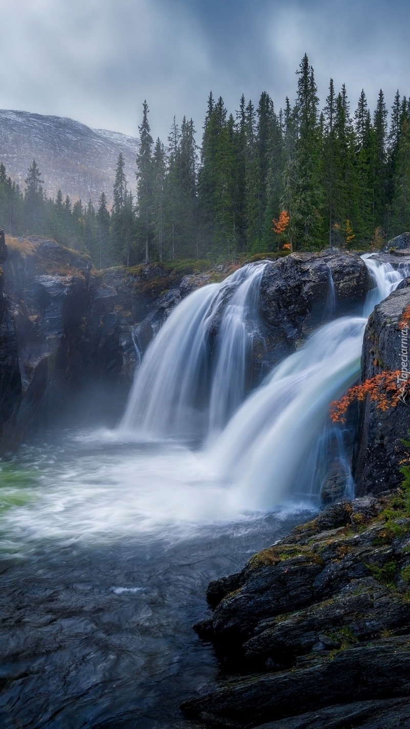 Świerki obok wodospadu Rjukandefossen