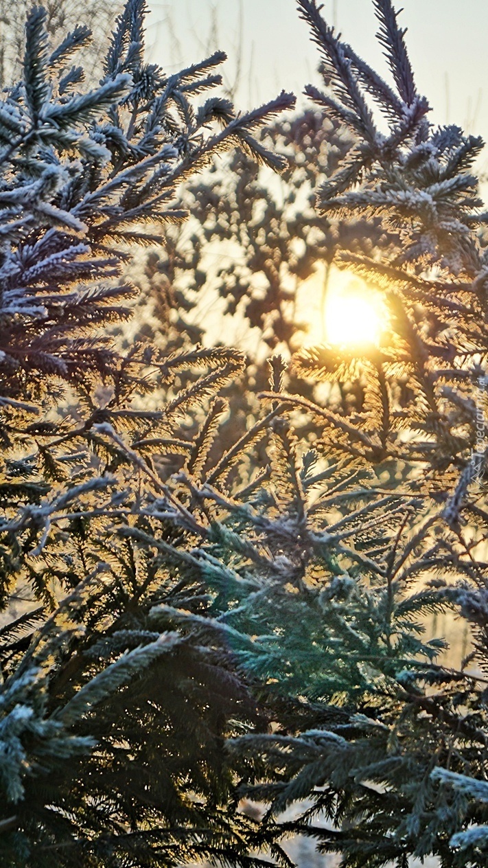 Świerki w zimowym słońcu