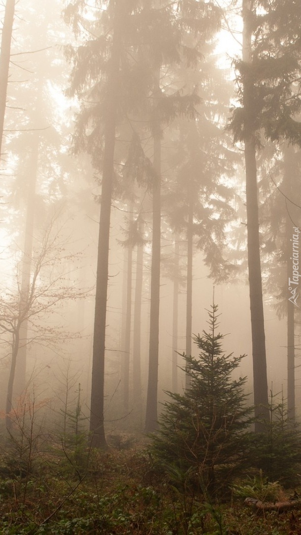 Świerkowy las we mgle