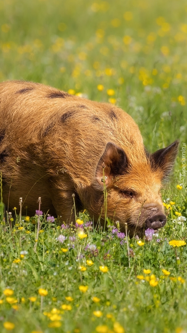 Świnia kunekune