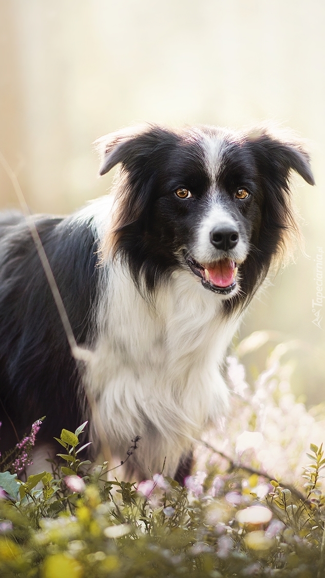 Sympatyczny border collie