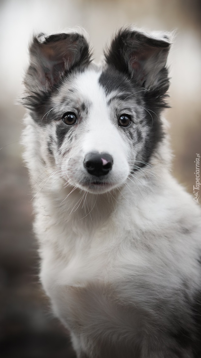 Szaro-biały szczeniak border collie