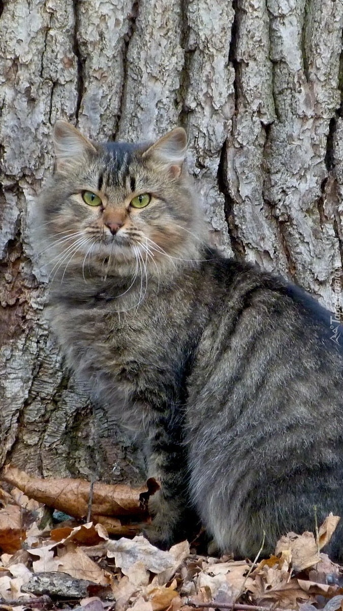 Szaro-bury kociak przy drzewie