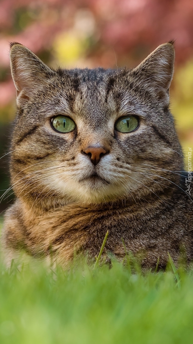 Szaro-bury kot leżący na trawie
