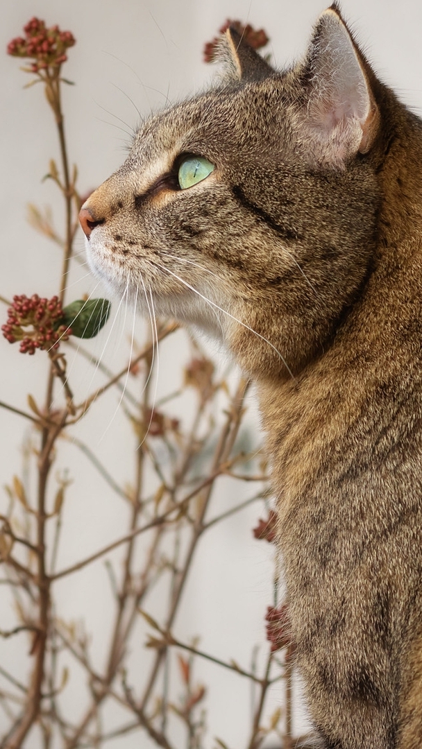 Szaro-bury kot obok roślin