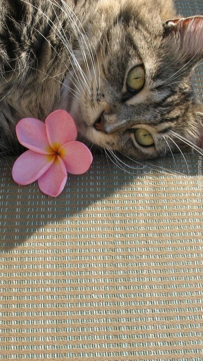 Szary kot i kwiat plumerii