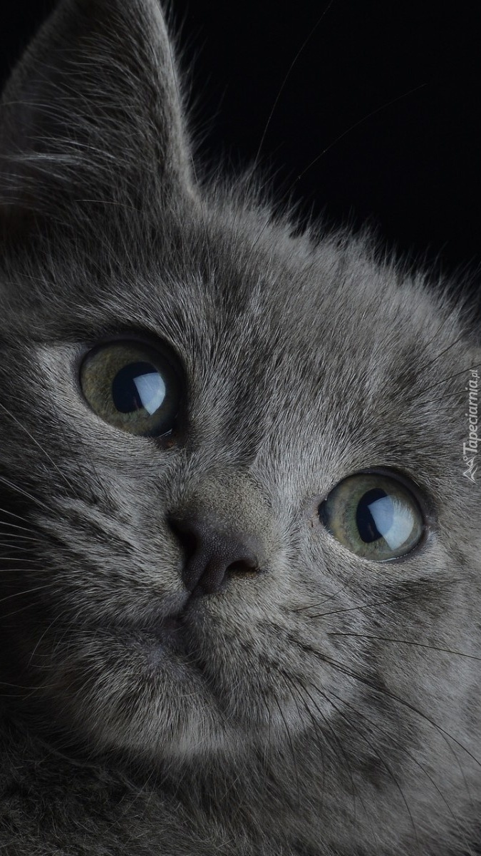 Szary kot o błyszczących oczach