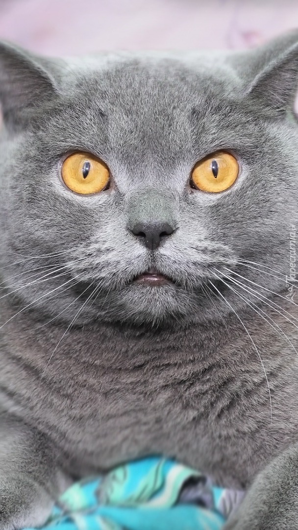 Szary kot o żółtych oczach
