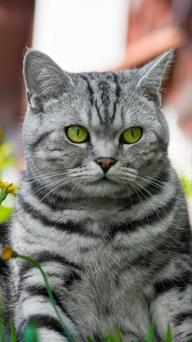 Szary kot z pięknymi oczami