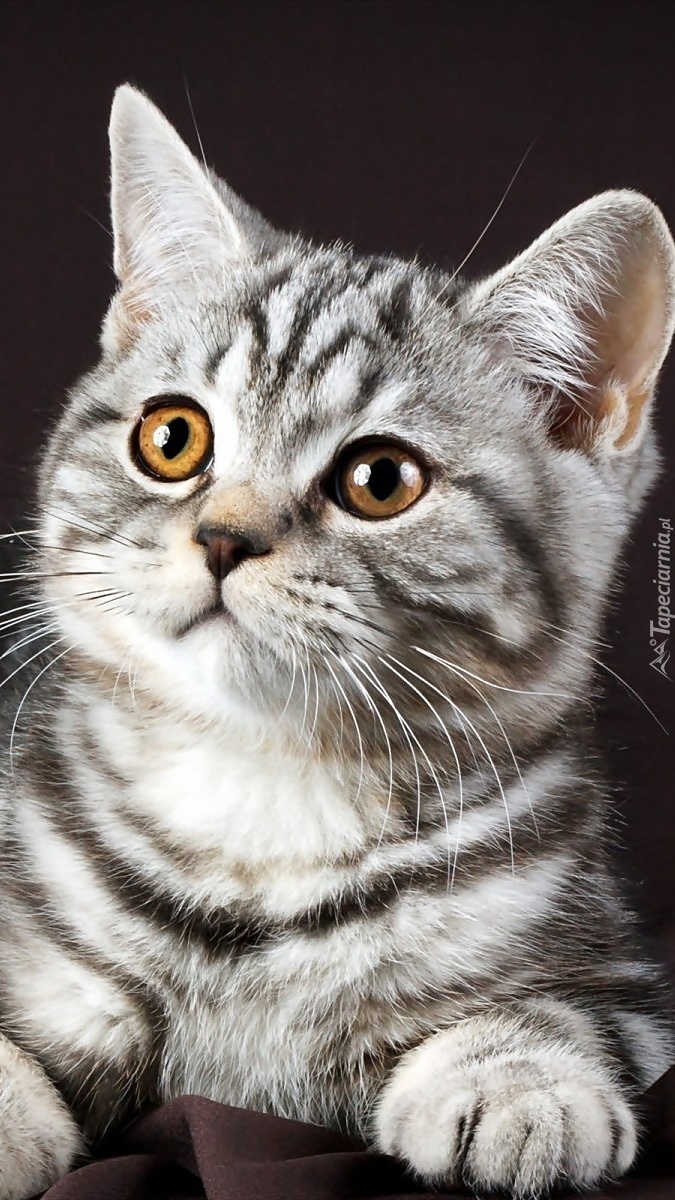Szary kotek o miodowych oczach